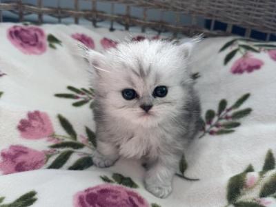 Fiona's And Olivers Kittens - Persian - Gallery Photo #1