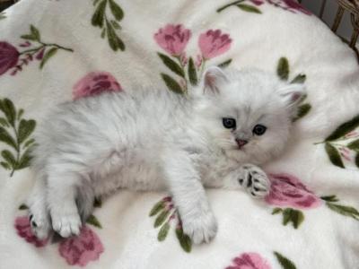 Seraphina's And Thor's Kittens - Persian - Gallery Photo #1