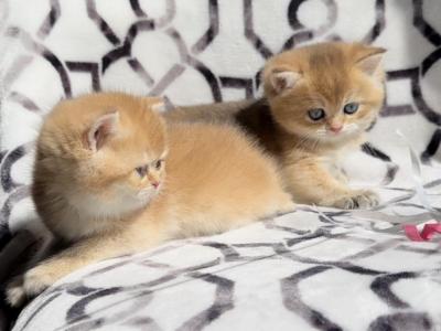 Orange Kittens - British Shorthair - Gallery Photo #1