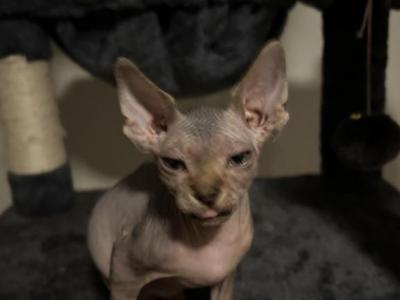 Chulo - Sphynx - Gallery Photo #1