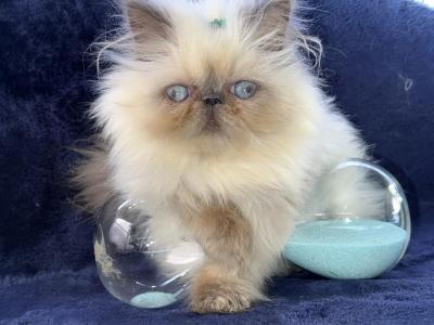 Persian Blue Point Kitten - Persian - Gallery Photo #1