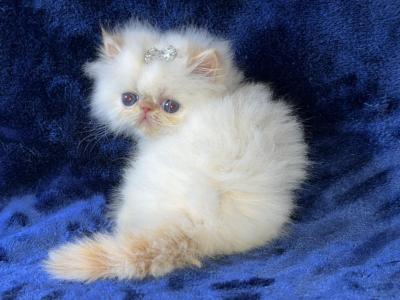 Himalayan Persian Kitten - Himalayan - Gallery Photo #1