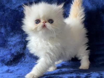 Himalayan Persian Kitten - Himalayan - Gallery Photo #1