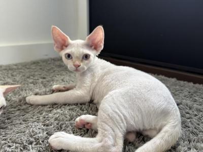 Mr Big - Devon Rex - Gallery Photo #1