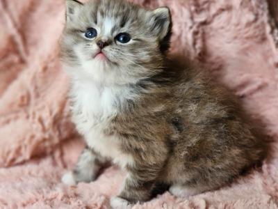 Seal Mitted Lynx Sepia - Ragdoll - Gallery Photo #1