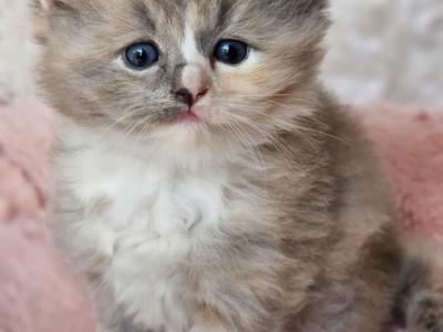 Blue Mitted Sepia Torbie - Ragdoll - Gallery Photo #1