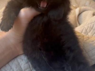 Chocolate Scottish Kitten - Scottish Straight - Gallery Photo #1