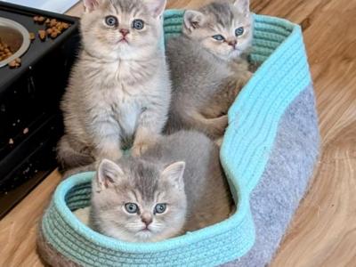 Litter A Blue Torties - British Shorthair - Gallery Photo #1