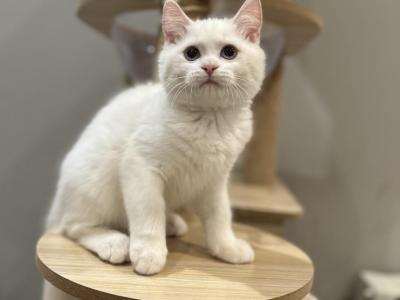 Kiven - British Shorthair - Gallery Photo #1