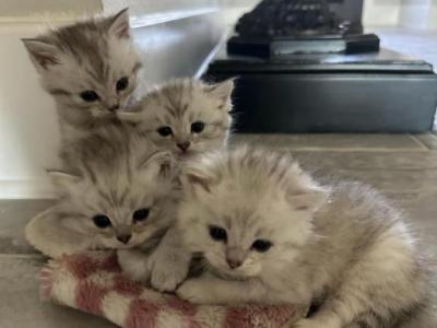 SCOTTISH AND BENGAL MIX KITTENS - Scottish Fold - Gallery Photo #1