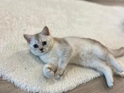 GORGEOUS KITTENS BRITISH SHORT HAIR - British Shorthair - Gallery Photo #1