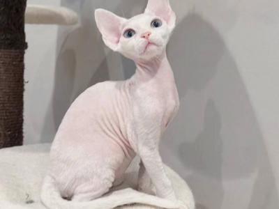 Eva - Devon Rex - Gallery Photo #1