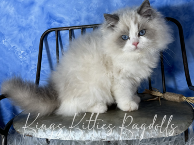 Sir Truitt - Ragdoll - Gallery Photo #1