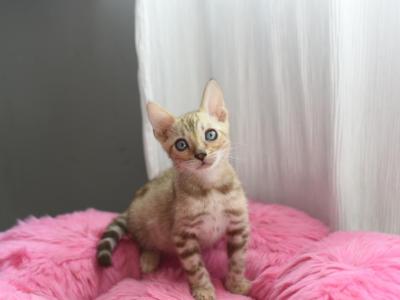 Mink Boy Bengal - Bengal - Gallery Photo #1