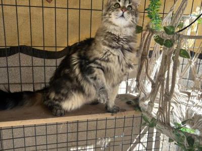 Maine Coon Female - Maine Coon - Gallery Photo #1