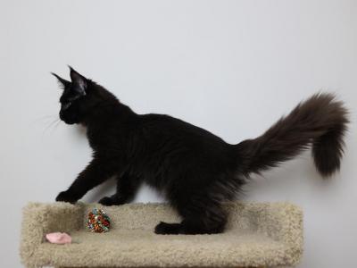 Midnight - Maine Coon - Gallery Photo #1