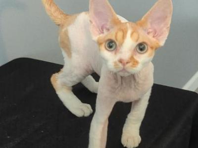 Devon Rex Kittens - Devon Rex - Gallery Photo #1