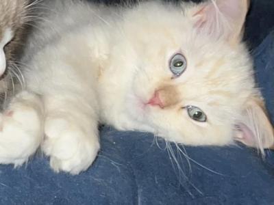 Sunny - Ragdoll - Gallery Photo #1