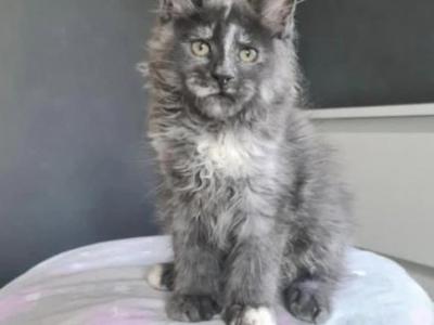 Pandora - Maine Coon - Gallery Photo #1