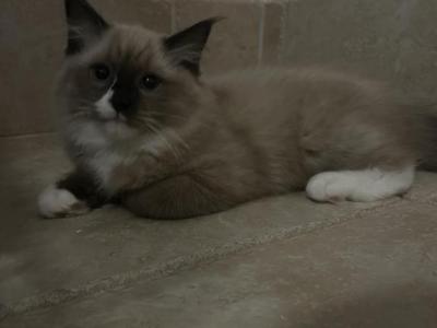 Michael - Ragdoll - Gallery Photo #1