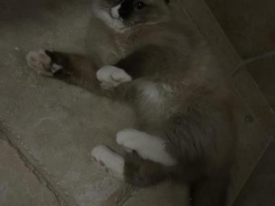 Sire2Be - Ragdoll - Gallery Photo #1