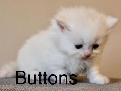 Buttons - Minuet - Gallery Photo #1