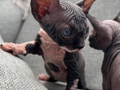 Male& Female Sphynx Kittens - Sphynx - Gallery Photo #1