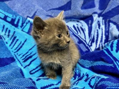 Russian Blue Kitten - Russian Blue - Gallery Photo #1