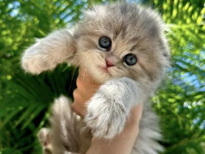 Grey Scottish Fold Girl - Scottish Fold - Gallery Photo #1