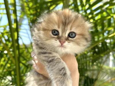 Scottish Fold Girl - Scottish Fold - Gallery Photo #1