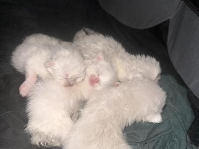 Mishka Litter - Himalayan - Gallery Photo #1