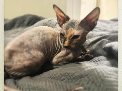 Dottie - Sphynx - Gallery Photo #1