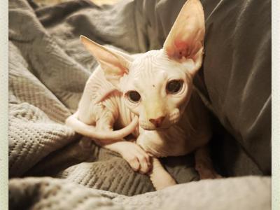 Red - Sphynx - Gallery Photo #1