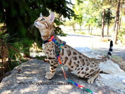 Victoria And Marko Litter - Bengal - Gallery Photo #1