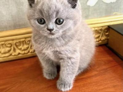 ROYAL BRITISH SHORTHAIR KITTENS FOR SALE BOY - British Shorthair - Gallery Photo #1