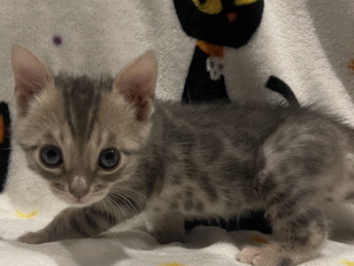 Bluebell - Bengal - Gallery Photo #1