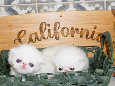 Persian Kittens For The Holiday Season - Persian - Gallery Photo #1