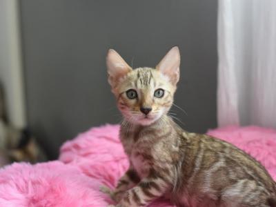 Sepia Bengal Boy - Bengal - Gallery Photo #1