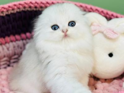 Scottish Straight Longhair Kitten Name Fantastic - Scottish Straight - Gallery Photo #1