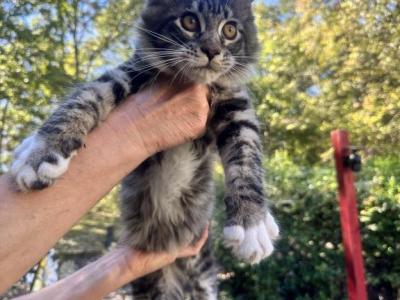 Holcomb Babies - Maine Coon - Gallery Photo #1