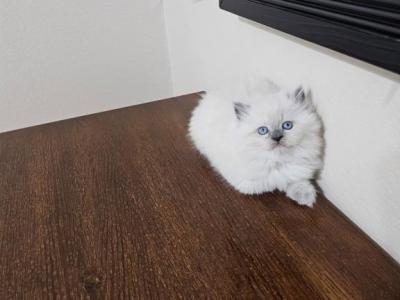 Ghost - Ragdoll - Gallery Photo #1