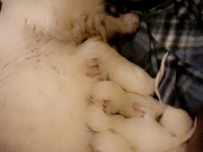 Ragdoll Nala - Ragdoll - Gallery Photo #1