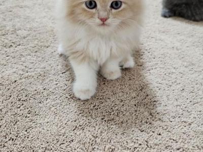 Bagel - Ragdoll - Gallery Photo #1