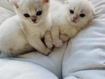 Blue - Scottish Fold - Gallery Photo #1