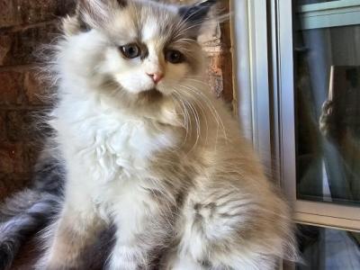 Betty - Ragdoll - Gallery Photo #1