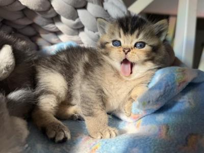 Peanut's Golden - Scottish Fold - Gallery Photo #1