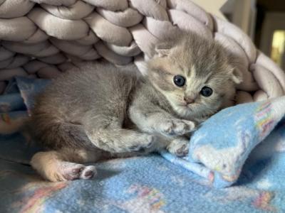 Peanut's Fold - Scottish Fold - Gallery Photo #1