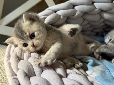 Peanut's Straight - Scottish Fold - Gallery Photo #1