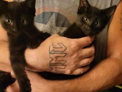 Bonded Pair Of All Black Males - Russian Blue - Gallery Photo #1