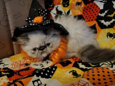 Seal Point Himalayan Kittys - Himalayan - Gallery Photo #1